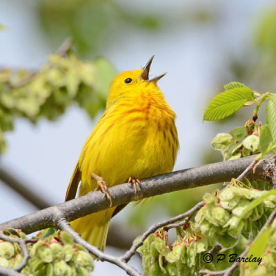 Yellow Warbler