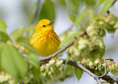 Yellow Warbler