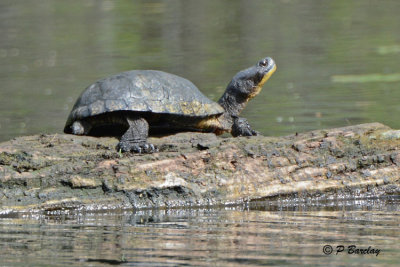 Blanding's Turtle:  SERIES (2 images)
