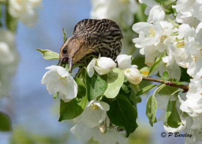 Red-winged Blackbird (f)