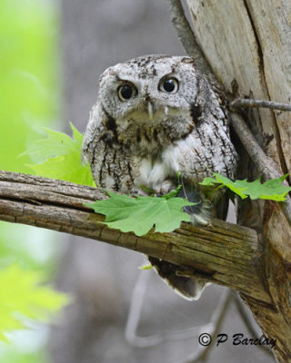 Eastern Screech Owl