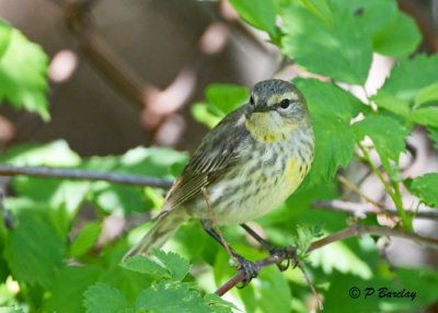 Palm Warbler:  SERIES (2 images)