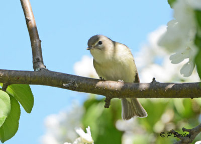 Warbling Vireo