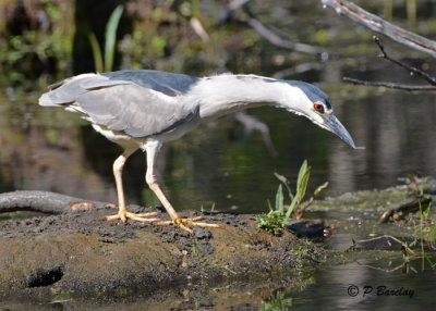 Black-crowned Night-Heron: SERIES 1 (3 images)