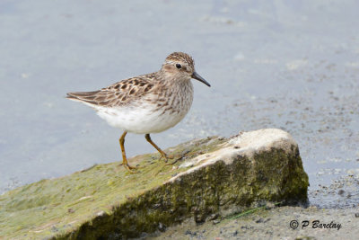 Least Sandpiper