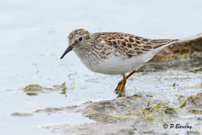 Least Sandpiper