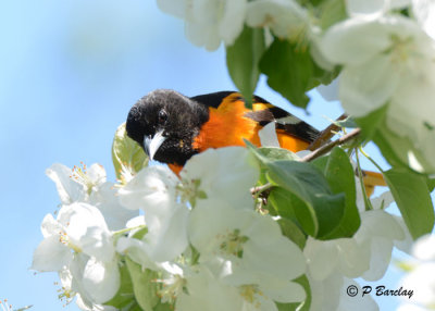 Baltimore Oriole