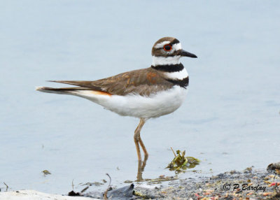 Killdeer