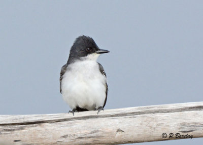 Eastern Kingbird: SERIES (2 images)