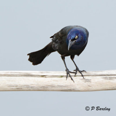 Common Grackle