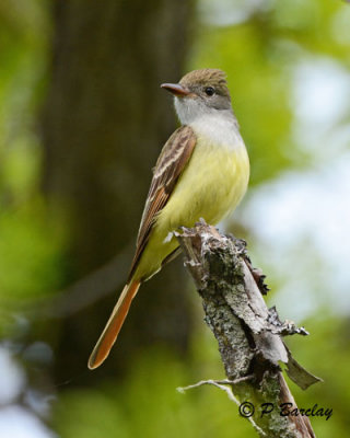 Great Crested Flycatcher