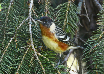 Bay-breasted Warbler