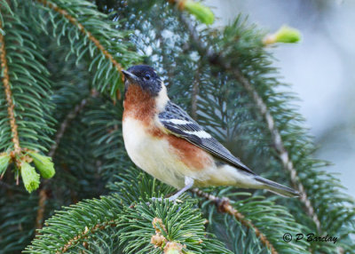 Bay-breasted Warbler