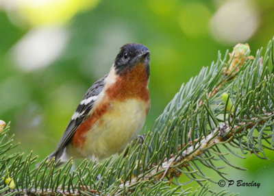 Bay-breasted Warbler