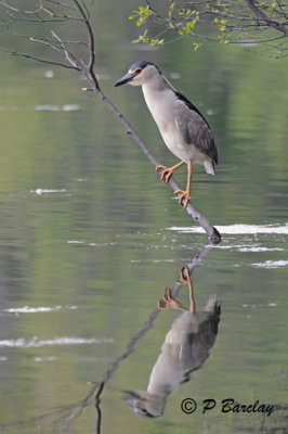 Black-crowned Night-Heron