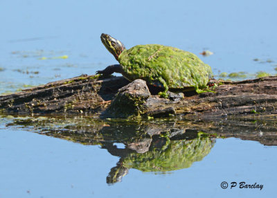 Painted Turtle