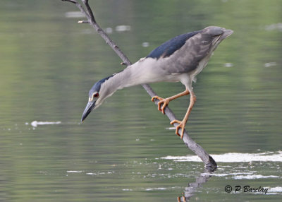 Black-crowned Night-Heron: SERIES (5 images)