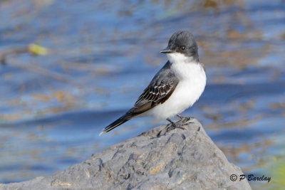 Eastern Kingbird