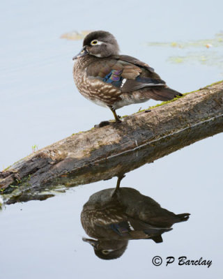 Wood Duck (f)