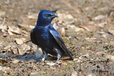 Purple Martin (m)