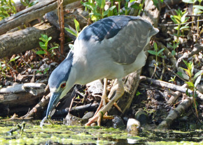 Black-crowned Night-Heron: SERIES (2 images)
