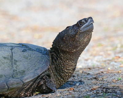 Snapping Turtle: SERIES (2 images)
