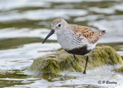 Dunlin