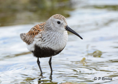 Dunlin