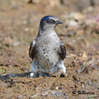 Purple Martin: SERIES (2 images)