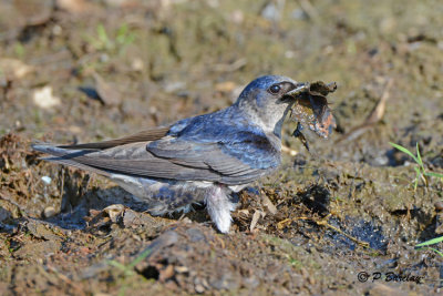 Purple Martin: SERIES (2 images)