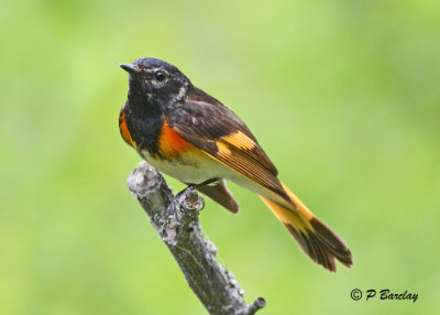American Redstart (m)