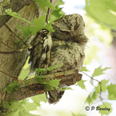 Eastern Screech Owl
