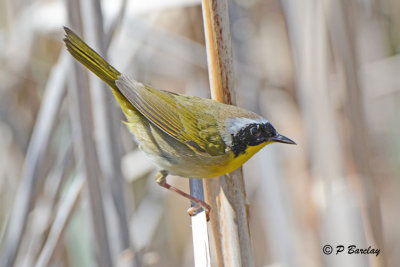 Common Yellowthroat (m)
