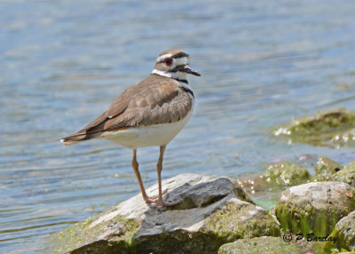 Killdeer