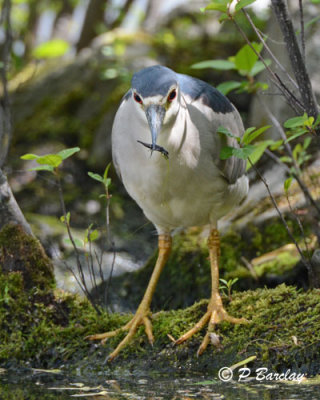 Black-crowned Night-Heron: SERIES (2 images)