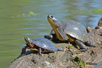 Turtles - Painted and Blanding's