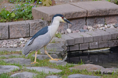 Black-crowned Night-Heron