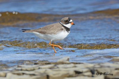 Semipalmated Plover