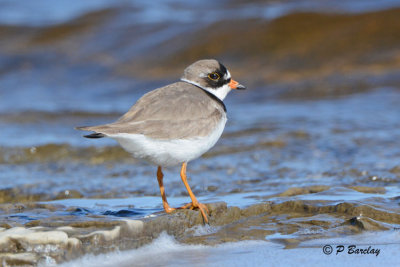 Semipalmated Plover