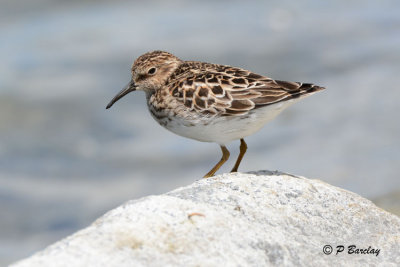 Least Sandpiper