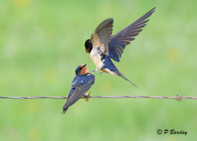Barn Swallows