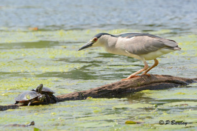 Black-crowned Night-Heron