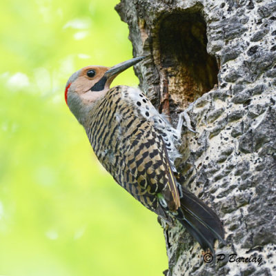Northern Flicker (m)