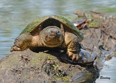 Snapping Turtle