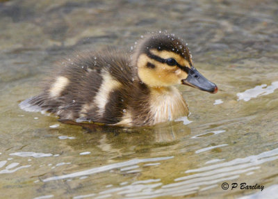 Mallard Duckling