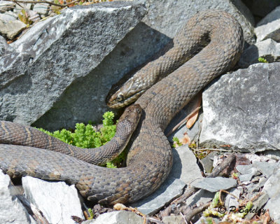 Water Snakes (m & f): SERIES (3 images)