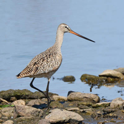 Marbled Godwit
