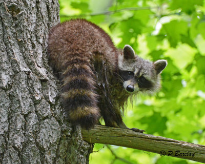 Raccoon