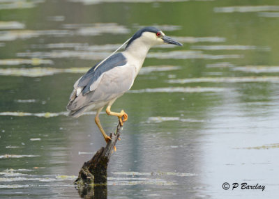 Black-crowned Night-Heron
