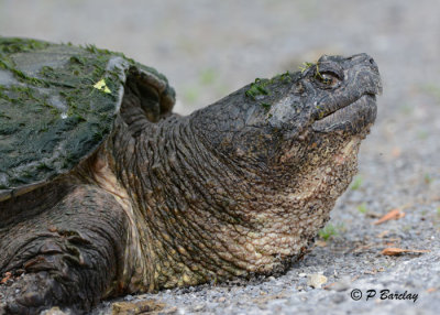 Snapping Turtle